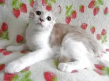 ノルウェージャンフォレストキャット【京都府・男の子・2025年2月14日・クリームタビー&ホワイト】の写真8