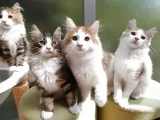 ノルウェージャンフォレストキャット【京都府・男の子・2025年5月26日・レッドクラシックタビー&ホワイト】の写真5