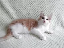 ノルウェージャンフォレストキャット【京都府・男の子・2025年5月26日・クリームクラシックタビー&ホワイト】の写真9