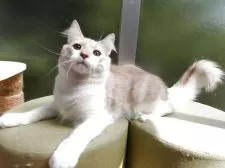 ノルウェージャンフォレストキャット【京都府・男の子・2025年2月14日・クリームタビー&ホワイト】の写真3