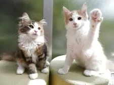 ノルウェージャンフォレストキャット【京都府・男の子・2025年5月26日・クリームクラシックタビー&ホワイト】の写真2