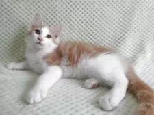 ノルウェージャンフォレストキャット【京都府・男の子・2025年5月26日・クリームクラシックタビー&ホワイト】の写真8