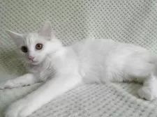 ノルウェージャンフォレストキャット【京都府・女の子・2025年2月8日・ホワイト】の写真2