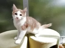 ノルウェージャンフォレストキャット【京都府・男の子・2025年5月26日・クリームクラシックタビー&ホワイト】の写真4