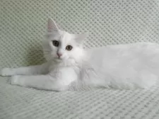 ノルウェージャンフォレストキャット【京都府・女の子・2025年2月8日・ホワイト】の写真3