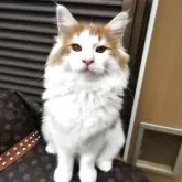 ノルウェージャンフォレストキャット【京都府・男の子・2025年5月26日・レッドクラシックタビー&ホワイト】の写真2