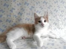 ノルウェージャンフォレストキャット【京都府・男の子・2025年5月26日・クリームクラシックタビー&ホワイト】の写真7