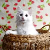 ノルウェージャンフォレストキャット【京都府・女の子・2025年2月8日・ホワイト】の写真8