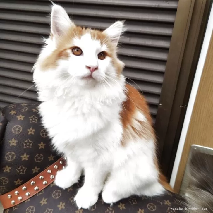 ノルウェージャンフォレストキャット【京都府・男の子・2025年5月26日・レッドクラシックタビー&amp;ホワイト】の写真1「１番大きい男の子」