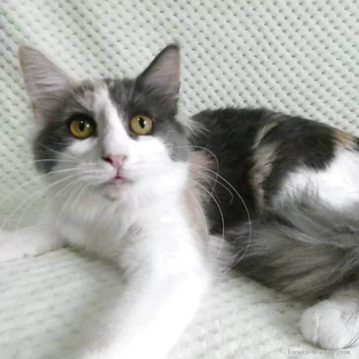 ノルウェージャンフォレストキャット【京都府・女の子・2025年2月8日・ブルトーティー&amp;ホワイト(縞なし)】の写真1「よく食べます」