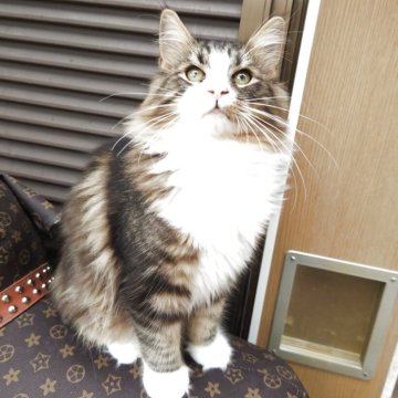 ノルウェージャンフォレストキャット【京都府・男の子・2025年5月26日・ブラウンクラシックタビー&ホワイト】の写真「直ぐにお渡し可能です♪(11/15迄10％OFF)」