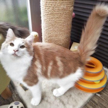 ノルウェージャンフォレストキャット【京都府・男の子・2025年5月26日・クリームクラシックタビー&ホワイト】の写真「直ぐにお渡し可能です♪(11/15迄10％OFF)」