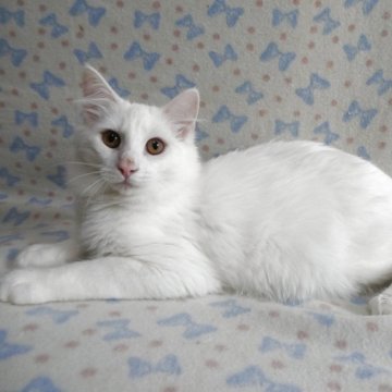 ノルウェージャンフォレストキャット【京都府・男の子・2025年2月8日・ホワイト】の写真「当方の子猫をお気に入りしてくださった方にお知らせで」