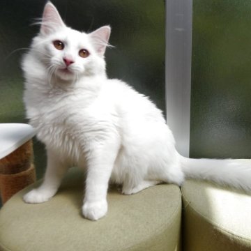 ノルウェージャンフォレストキャット【京都府・男の子・2025年2月8日・ホワイト】の写真「当方の子猫をお気に入りしてくださった方にお知らせで」