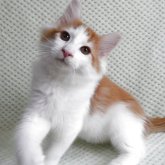 ノルウェージャンフォレストキャット