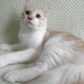 ノルウェージャンフォレストキャット