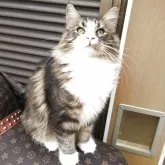 ノルウェージャンフォレストキャット