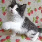 ノルウェージャンフォレストキャット