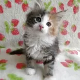 ノルウェージャンフォレストキャット