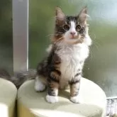 ノルウェージャンフォレストキャット