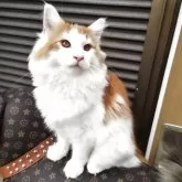 ノルウェージャンフォレストキャット【京都府・男の子・2025年5月26日・レッドクラシックタビー&ホワイト】の写真1「１番大きい男の子」