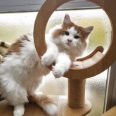 ノルウェージャンフォレストキャット