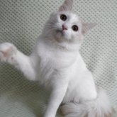 ノルウェージャンフォレストキャット