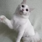 ノルウェージャンフォレストキャット
