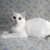 ノルウェージャンフォレストキャット