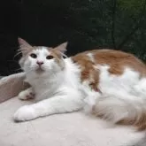 ノルウェージャンフォレストキャット