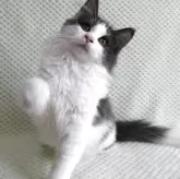 ノルウェージャンフォレストキャット