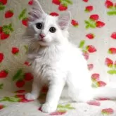 ノルウェージャンフォレストキャット【京都府・女の子・2025年2月8日・ホワイト】の写真1「体重1275g とっても元気です」