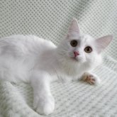 ノルウェージャンフォレストキャット