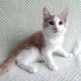 ノルウェージャンフォレストキャット