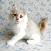 ノルウェージャンフォレストキャット