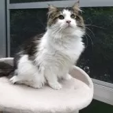 ノルウェージャンフォレストキャット