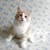 ノルウェージャンフォレストキャット