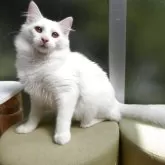 ノルウェージャンフォレストキャット