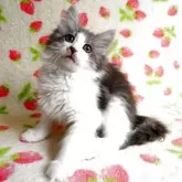 ノルウェージャンフォレストキャット