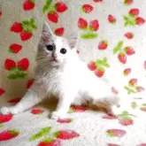 ノルウェージャンフォレストキャット