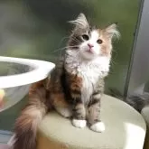 ノルウェージャンフォレストキャット