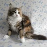 ノルウェージャンフォレストキャット