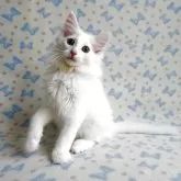 ノルウェージャンフォレストキャット