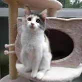 ノルウェージャンフォレストキャット