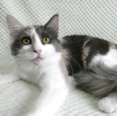 ノルウェージャンフォレストキャット