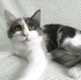 ノルウェージャンフォレストキャット