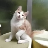 ノルウェージャンフォレストキャット