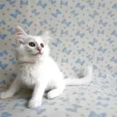 ノルウェージャンフォレストキャット【京都府・女の子・2025年2月8日・ホワイト】の写真11