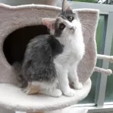 ノルウェージャンフォレストキャット【京都府・女の子・2025年2月8日・ブルトーティー&ホワイト(縞なし)】の写真8