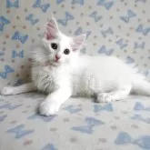 ノルウェージャンフォレストキャット【京都府・女の子・2025年2月8日・ホワイト】の写真9